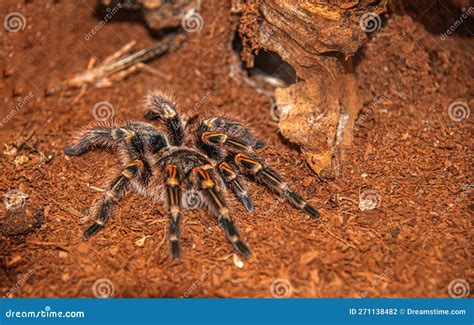 Tarantula Spider or Tarantula Spider. Stock Photo - Image of creepy ...