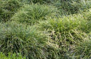 Mondo Grass Hahira Nursery Georgia Plants