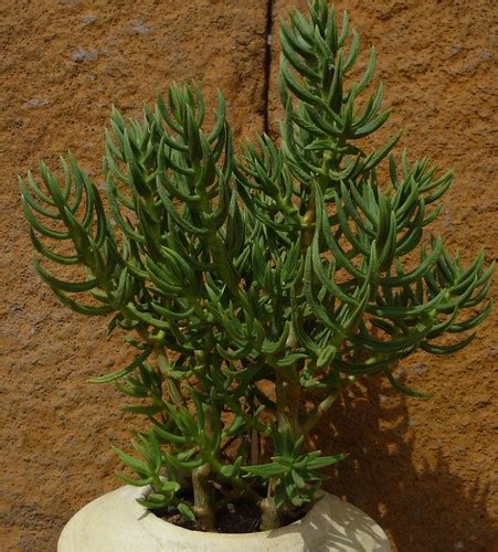 Crassula tetragona | Luis Borja González | Flickr