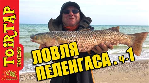 Ловля пеленгаса с берега на море .Секреты ловли пеленгаса - YouTube