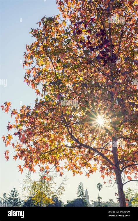 Autumn foliage on a tree Stock Photo - Alamy