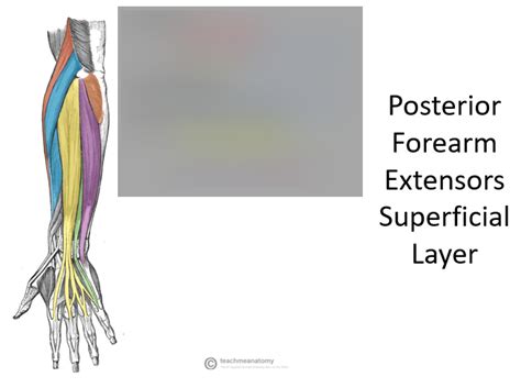 Superficial Forearm Extensors Diagram Quizlet