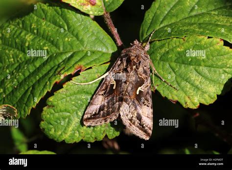 Silver Y Moth Stock Photo - Alamy