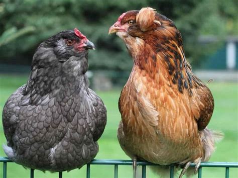 Gallina Araucana Todo Sobre Esta Raza Nica De Aves