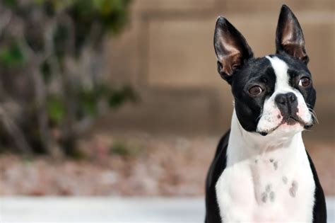 Boston Terrier Training Method, Session and Schedule