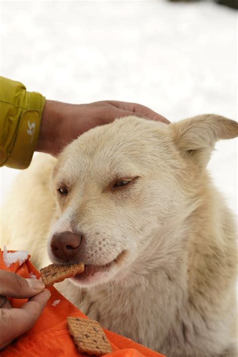 Dog Eating Treats Photos Download The Best Free Dog Eating Treats