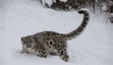 Snow Leopard In Nepal Facts Location Spotting Season Trek