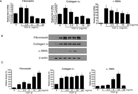 Figure From The Effect Of Chir A Glycogen Synthase Kinase