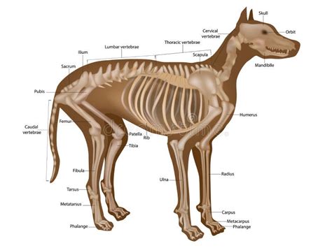 Dog Brain Anatomy