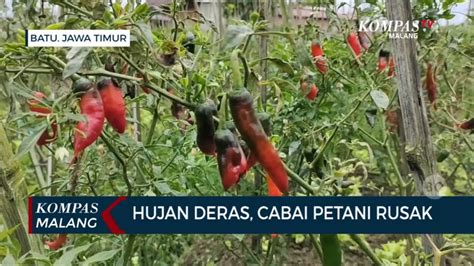 Dampak Cuaca Buruk Tanaman Cabai Petani Rusak Video Dailymotion