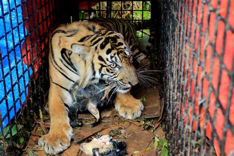 BKSDA Sumbar Lakukan Pengusiran Harimau Yang Terkam Ternak Republika