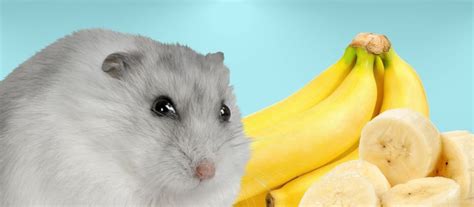 Can Hamsters Eat Bananas? A Comprehensive Guide