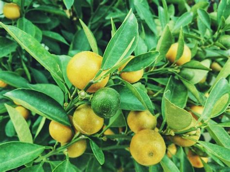 Come Coltivare Una Pianta Di Limone Dalla Messa A Dimora Alla Raccolta