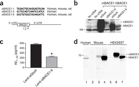 Construct Design And In Vitro Testing Of Lenti SiRNA Constructs A