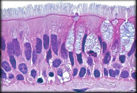 Pseudostratified Columnar Epithelium Diagram Quizlet