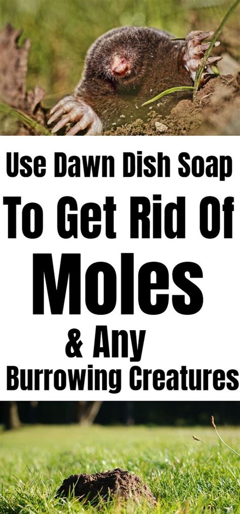 How To Use Dawn Dish Soap To Get Rid Of Moloss And Burrowing Creatures