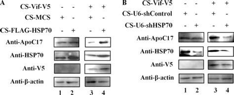 Heat Shock Protein Inhibits Hiv Vif Mediated Ubiquitination And