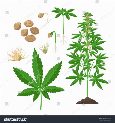 11,673 Cannabis Plant Drawing Images, Stock Photos & Vectors | Shutterstock