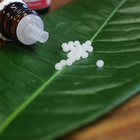 Urtica urens Homöopathie Dosierung Wirkung Anwendung