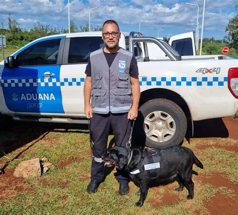 La Aduana jubiló a Filli una perra labradora antinarcóticos