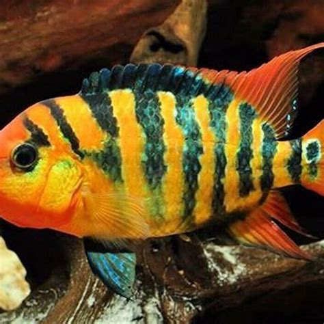 What Is A Red Terror Cichlid Diy Seattle