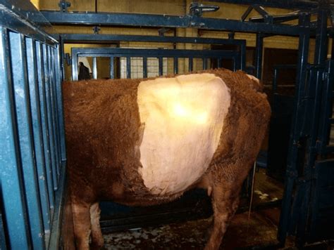 Rumenotomy And Ruminal Fistulation In Cows Bovis Vetlexicon