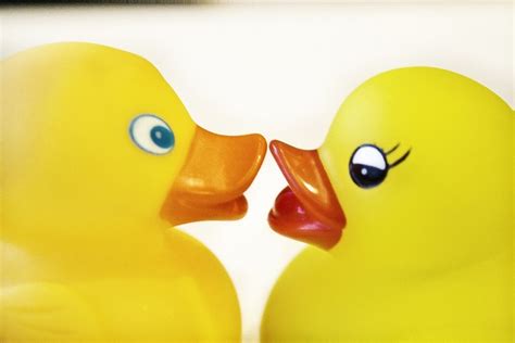 Kissing Rubber Ducks Rubber Duck Duck Rubber Ducky