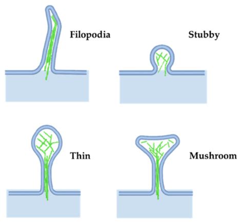 Cells Free Full Text Control Of Synapse Structure And Function By