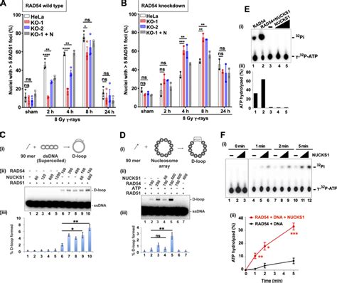 Nucks Deficiency Leads To A Transient Delay In Rad Foci Formation