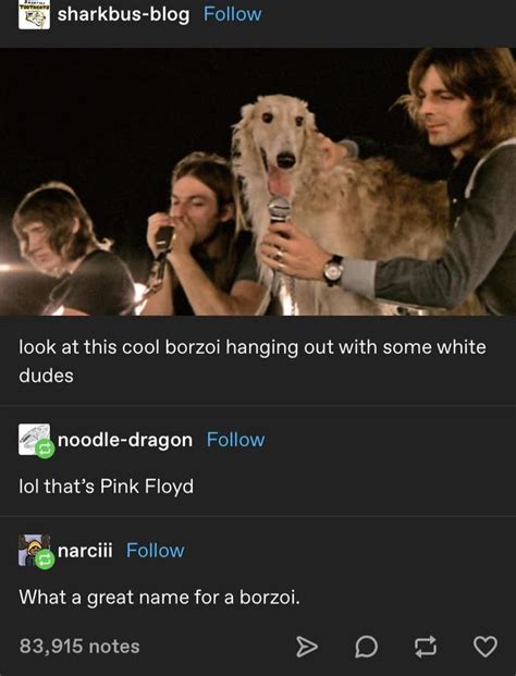 The Borzoi At Pink Floyd Borzoi Long Nose Dog Know Your Meme