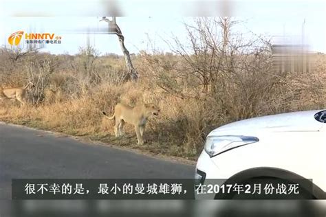 狮王带领狮群上马路，浩浩荡荡的一家子，场面十分壮观