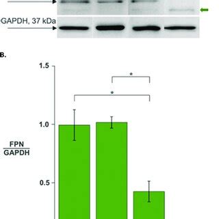 Regulation of ferroportin levels in monocytes by secreted hepcidin ...