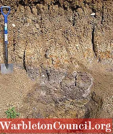 Alluvial soil: characteristics, geology, properties, uses - science - 2025