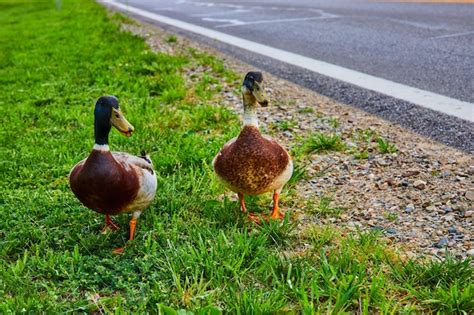 Premium Photo Two Male Mallard Ducks Quacking With Beaks Open On