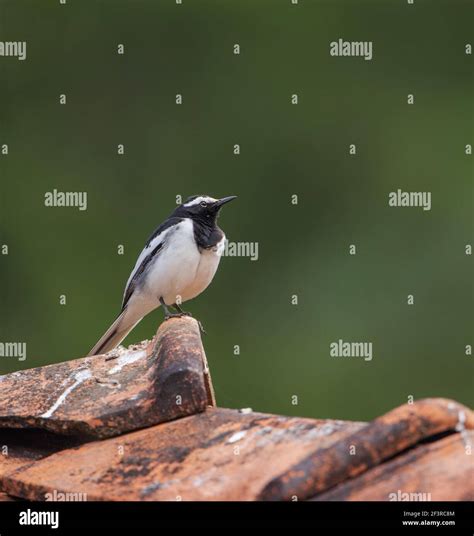 White Browed Wagtail Sitting On A Tiled Roof Stock Photo Alamy