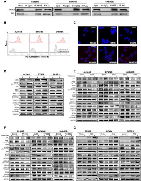 Axl Her2 Heterodimer Regulates Pi3kakt And Mapkerk Pathways A