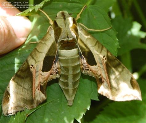 Bug Pictures Pandorus Sphinx Moth Pandora Sphinx Moth Eumorpha