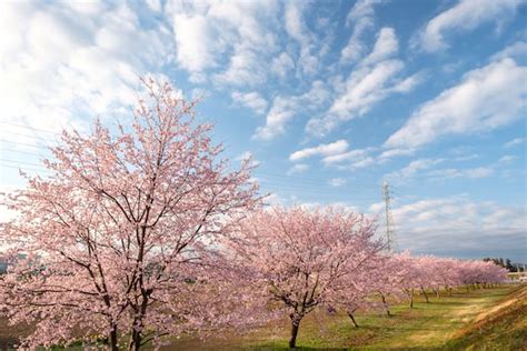 北浅羽桜堤公園「埼玉県坂戸市」で満開の寒桜を撮影 カメラアマ