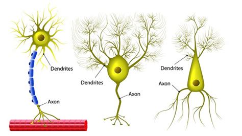 Neurona Multipolar Pseudounipolar Neurona Soma Neurona Sistema Hot Hot Sex Picture