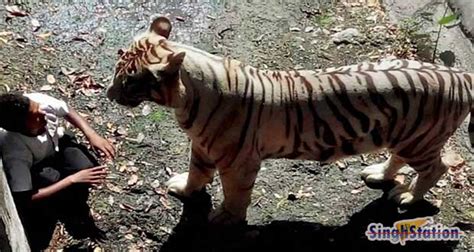 delhi-zoo-white-tiger-mauled-young-man - SinghStation