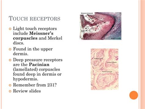 PPT - Introduction to Sensory Receptors PowerPoint Presentation, free ...