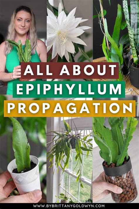 Epiphyllum Propagation Pin By Brittany Goldwyn Live Creatively