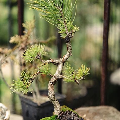 Bonsai Wiring The Bonsai Seed