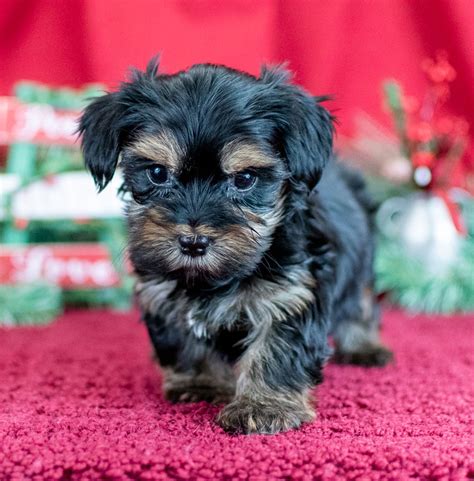 Morkie Puppies For Sale | Michigan Puppy