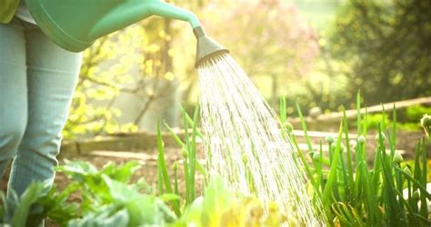 Cuál es la mejor hora para regar las plantas Mejor Hora