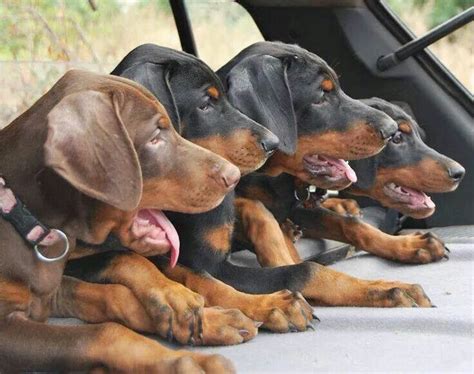 Doberman Puppies Just So Adorable Ears Are Not Cropped But Natural