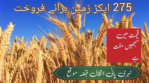 275 Acer Agriculture Land For Sale In Punjab Pakistan Sasti Zameen