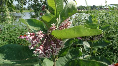 pollinator research powell gardens apga