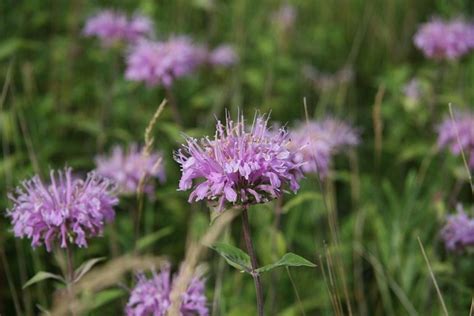 Wild Bergamot – Roots of Medicine