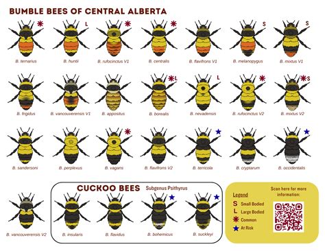 Identifying Wild Bees — Alberta Native Bee Council